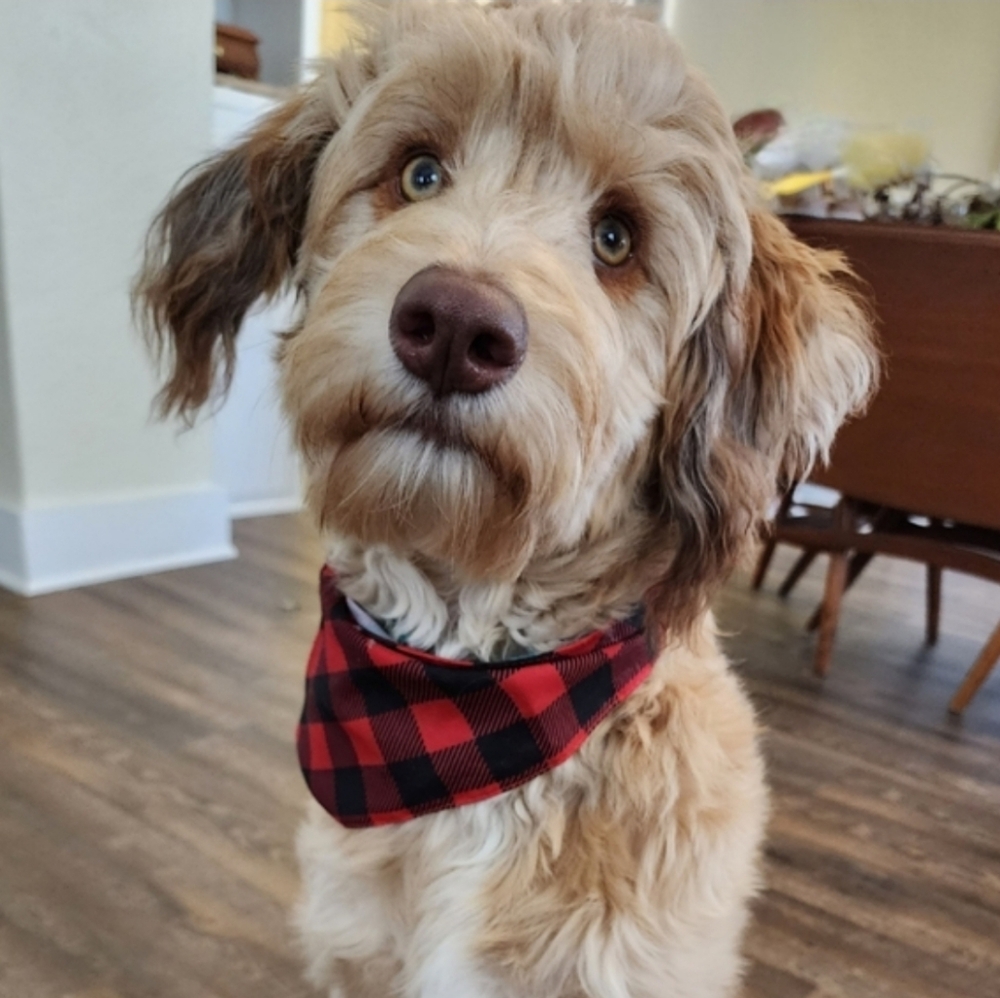 Pretzel (Fur Baby) Themed Mystery Item NWT